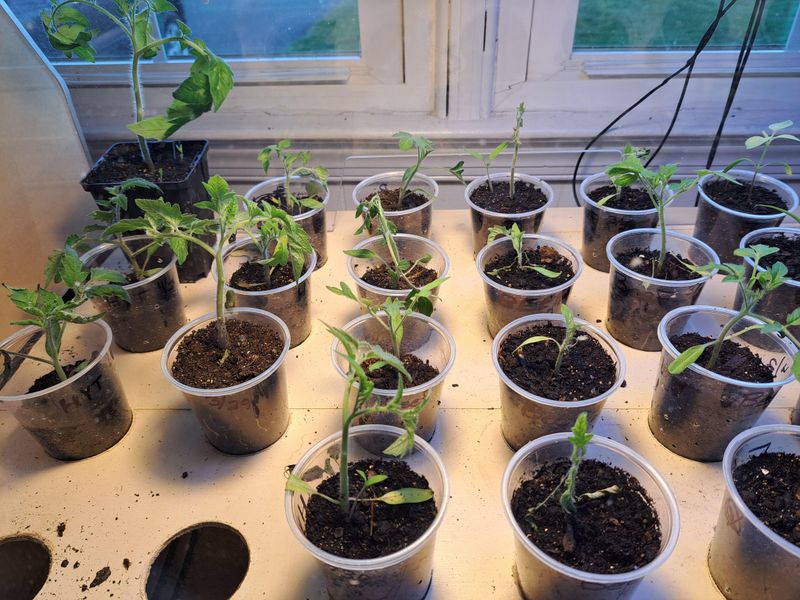 Avoid These Common Potting-Up Mistakes