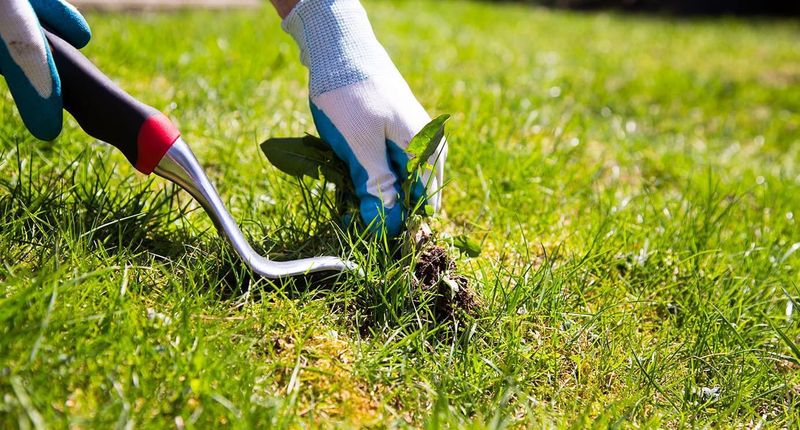 Avoid Chemical Lawn And Garden Treatments