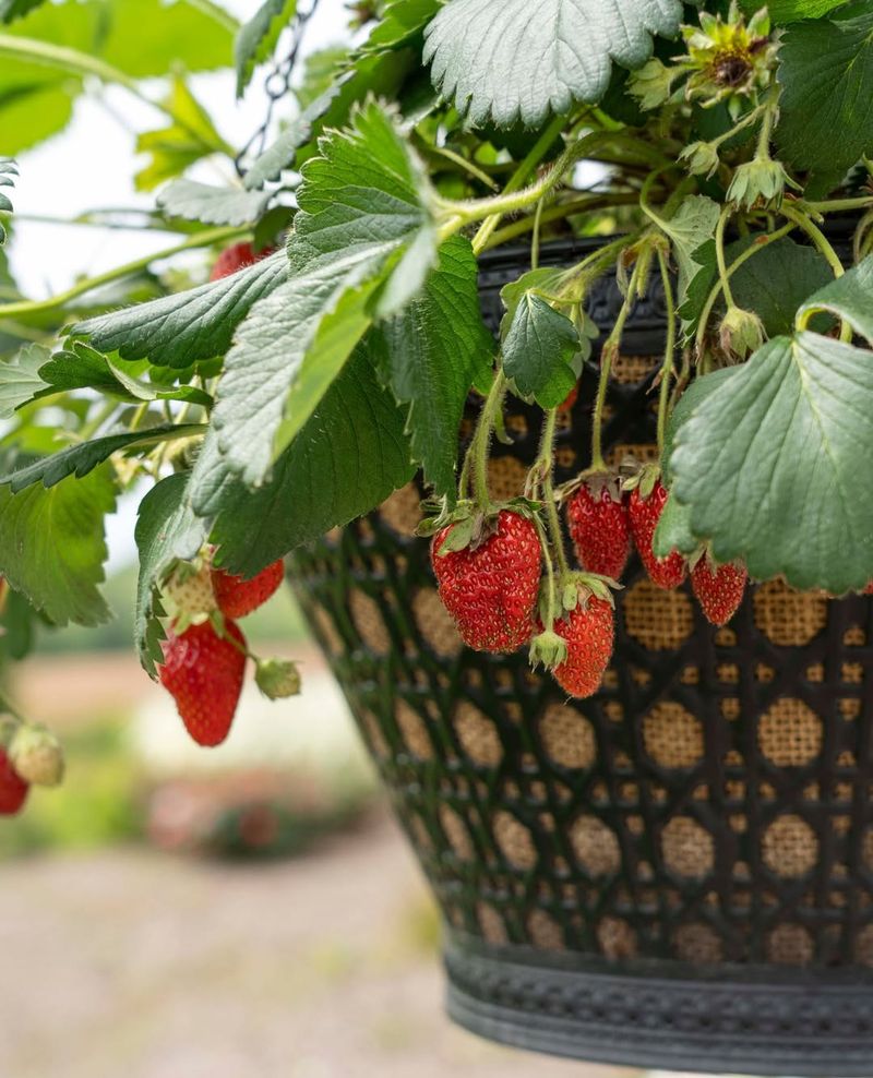 Fertilize Regularly With Balanced Nutrients Throughout The Growing Season