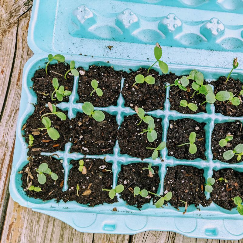 Harden Off Seedlings Before Transplanting