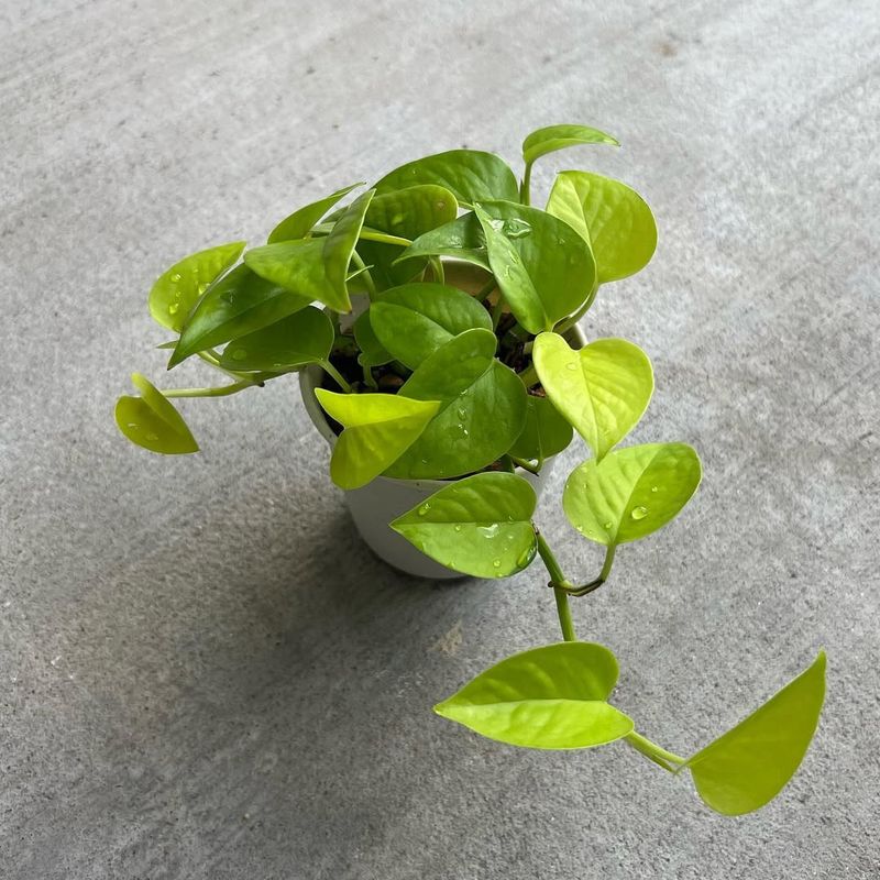 Know When New Plants Are Ready To Transplant