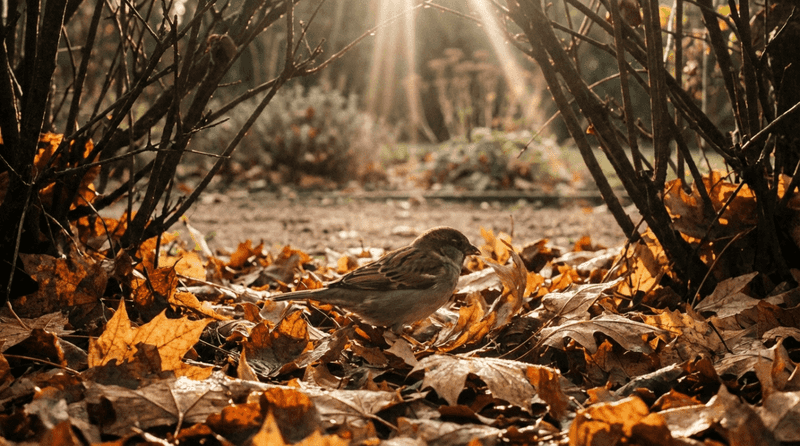Leave Leaf Litter In Some Areas