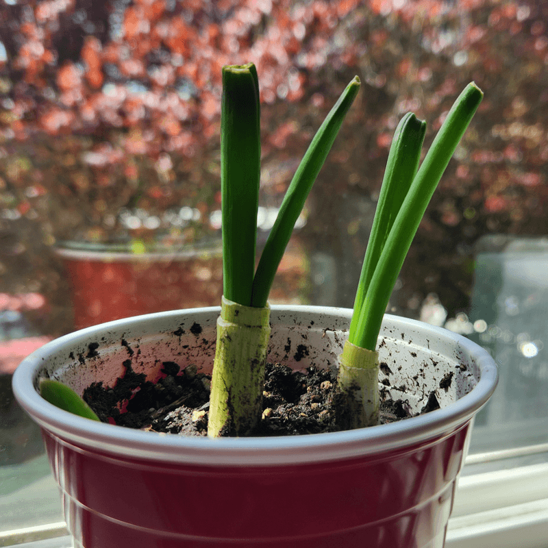 Ensure Proper Air Circulation Around Plants