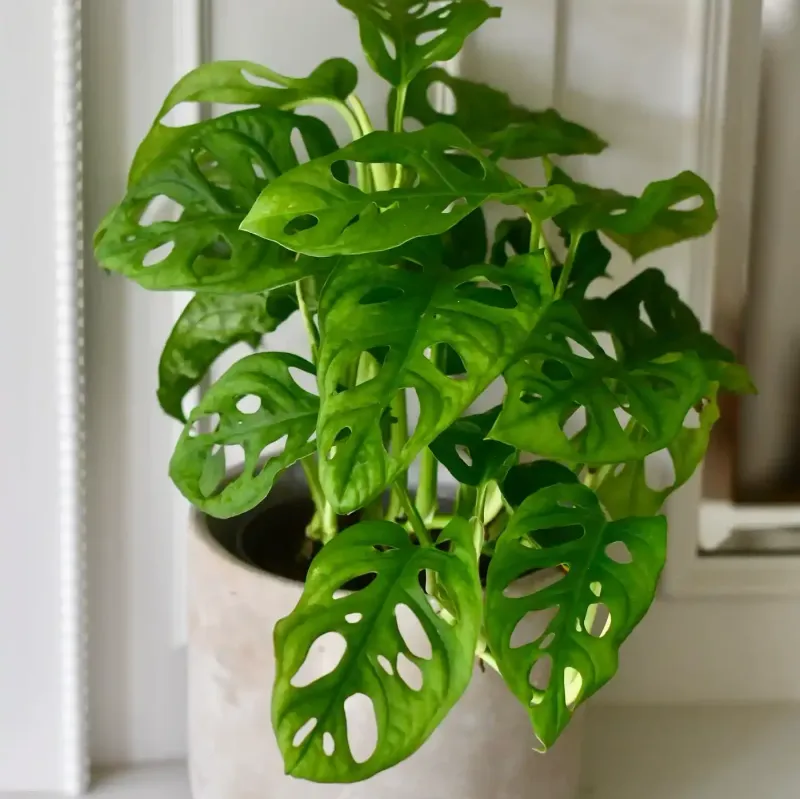 Fertilize Sparingly During Growing Season