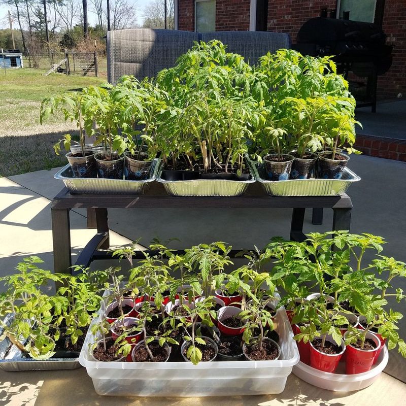 Harden Off Young Plants Before Full Exposure