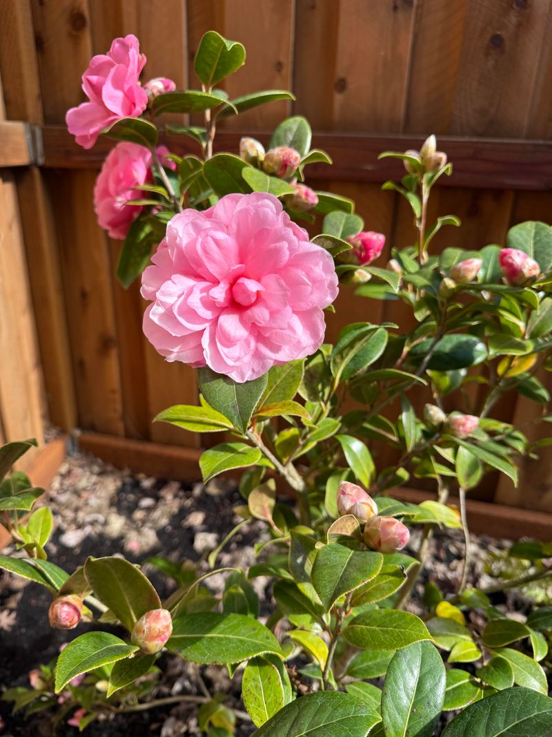 Attracts Pollinators When Few Flowers Exist