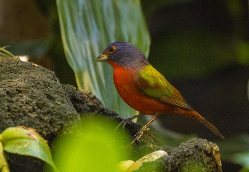 Avoiding Chemical Pesticides And Herbicides