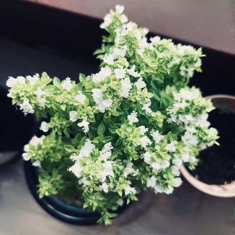 Allowing Plants To Flower Too Early