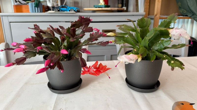 Watch For Pests And Address Issues Quickly