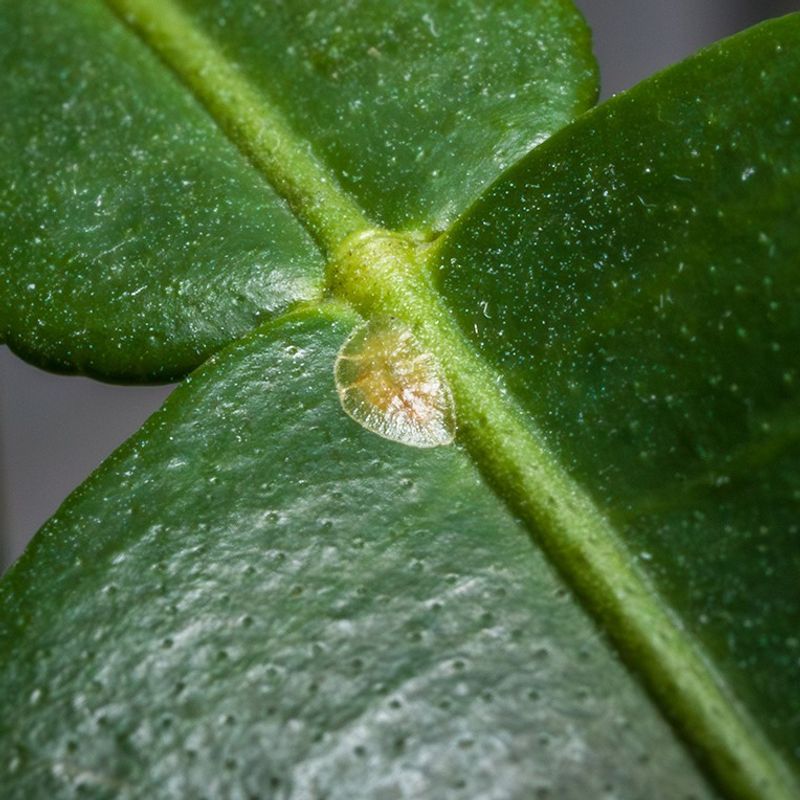 Watch For Common Winter Pests