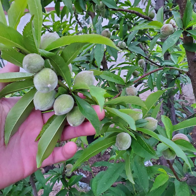 Thin Fruit Early To Increase Final Peach Size