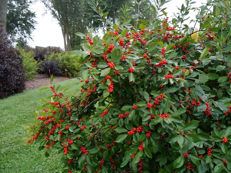 Protect Your Winterberry From Pests And Environmental Stress