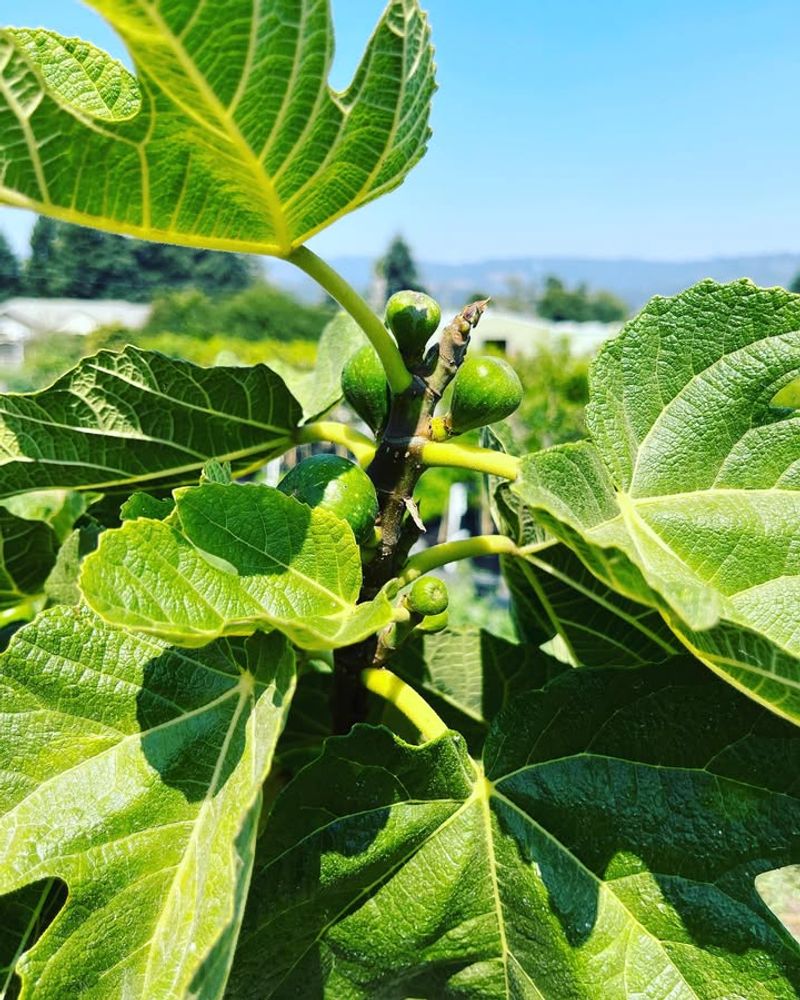 Shape For Easy Harvest Access