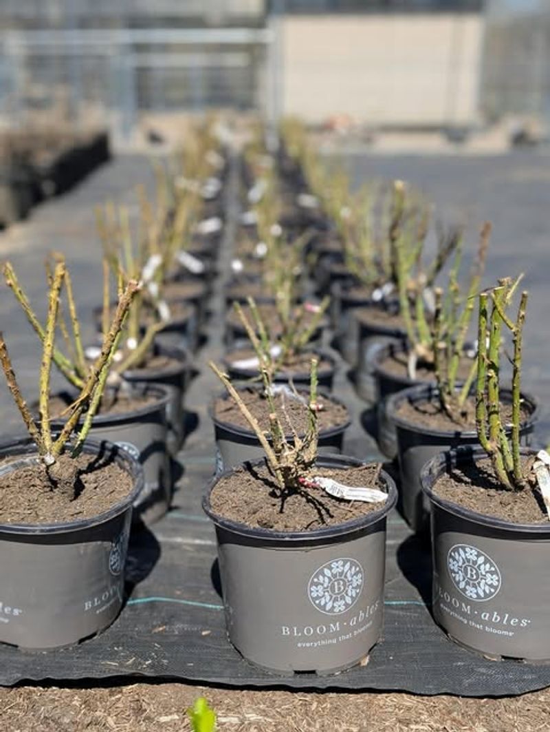 Plant Bare-Root Roses