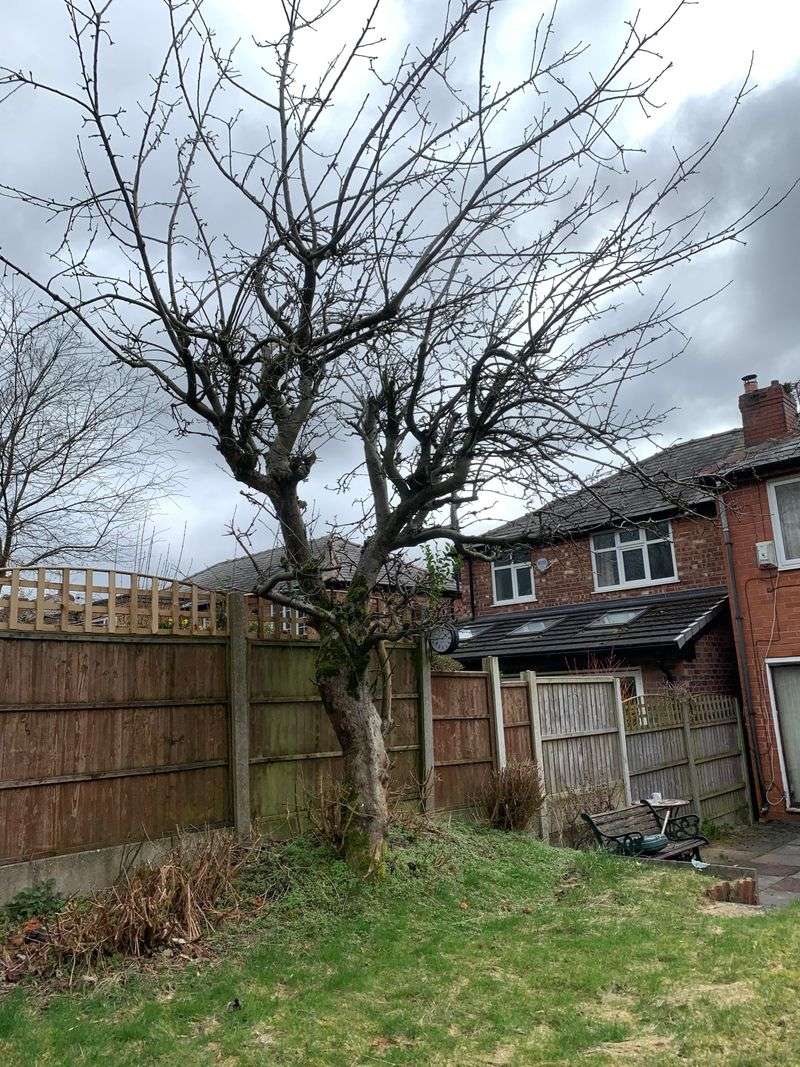 Avoid Pruning During Wet Or Freezing Weather