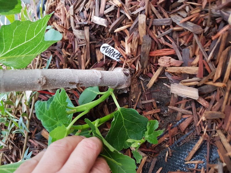 Remove Suckers At The Base