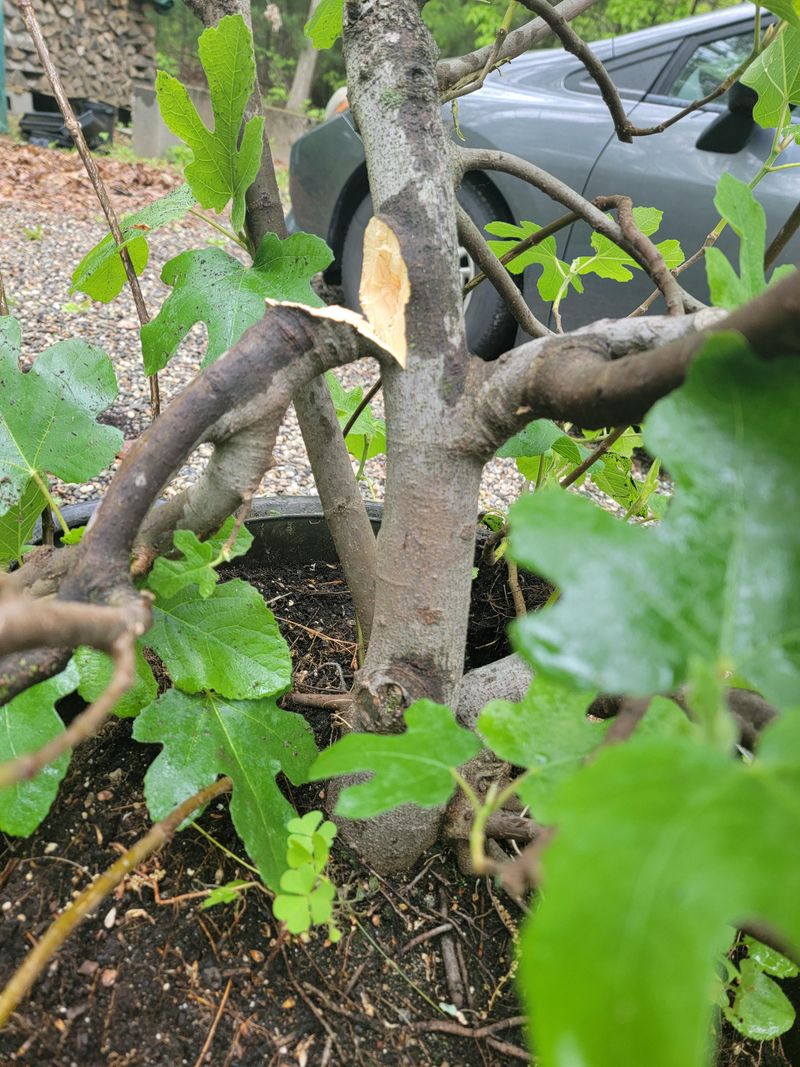 Remove Withered And Damaged Wood First