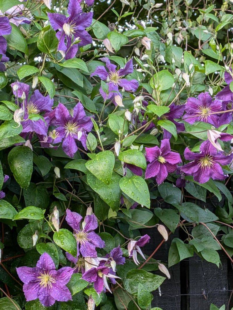 Avoid Heavy Pruning On Spring-Blooming Clematis