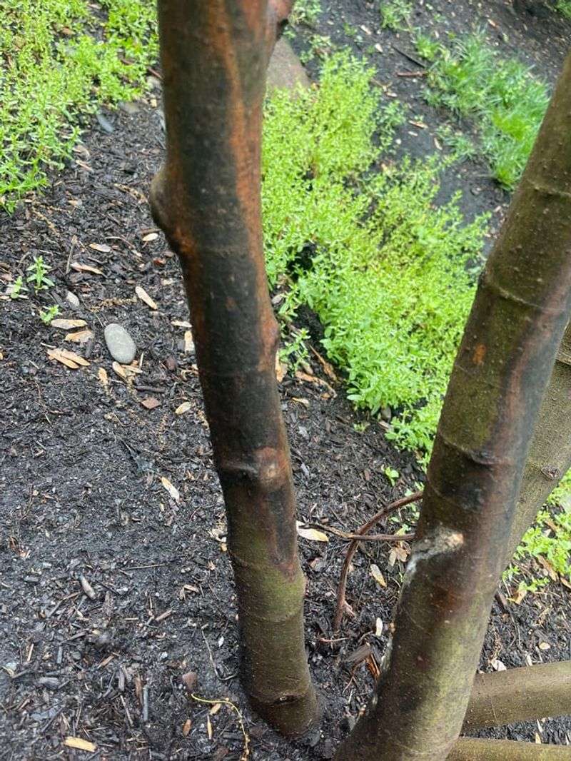 Start With Damaged And Cold-Injured Wood