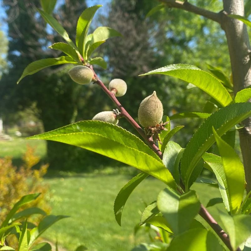 Thin Young Fruit For Larger Harvests