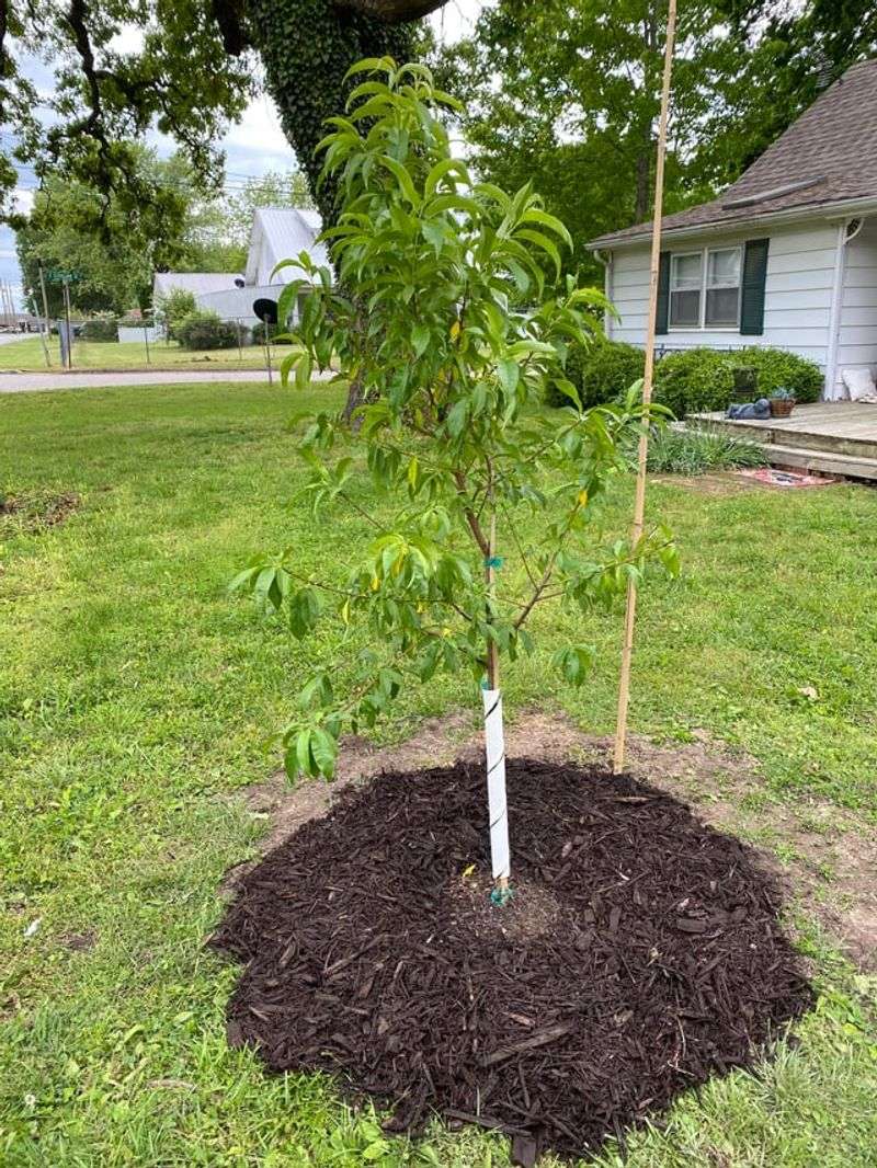 Adjust Watering As Fruit Begins To Swell