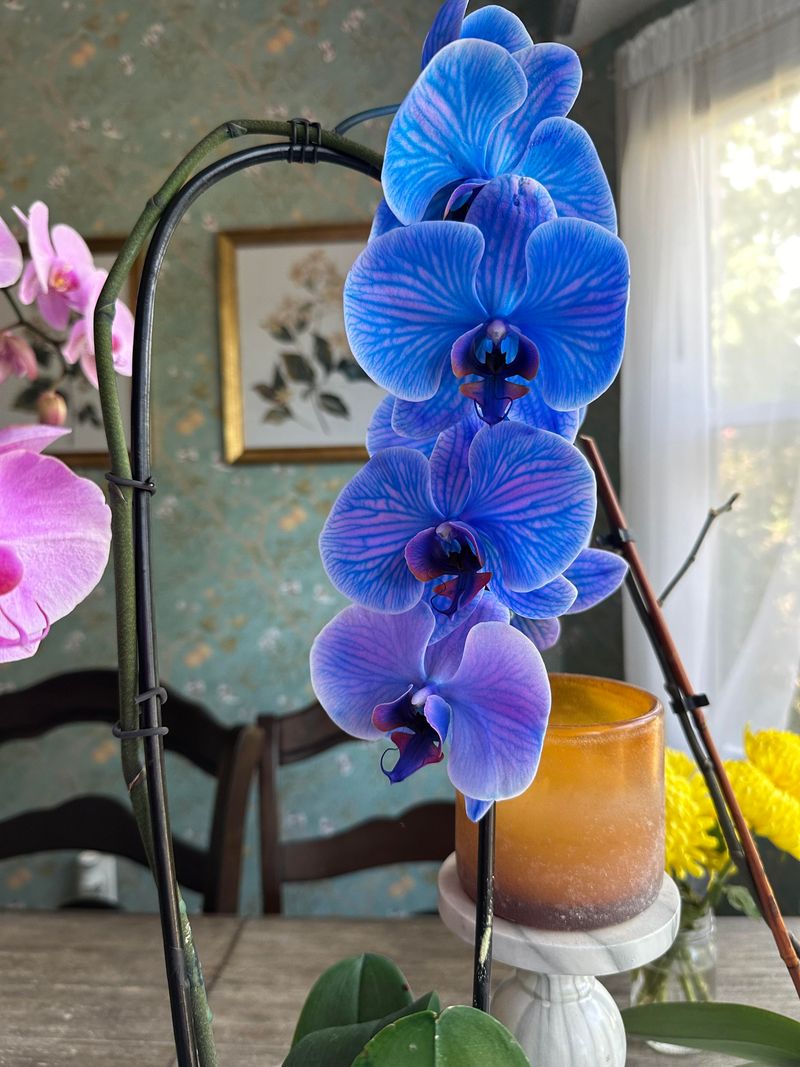Monitor Your Orchid 