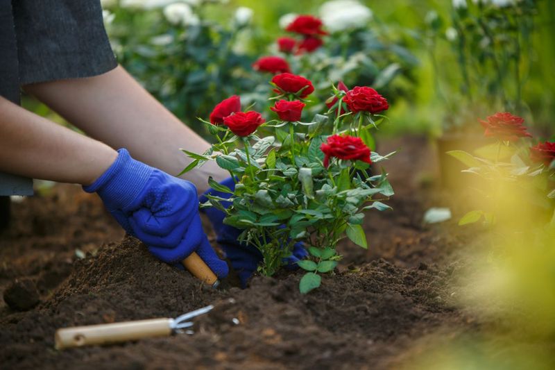 Plant Bare-Root Trees, Shrubs, And Roses
