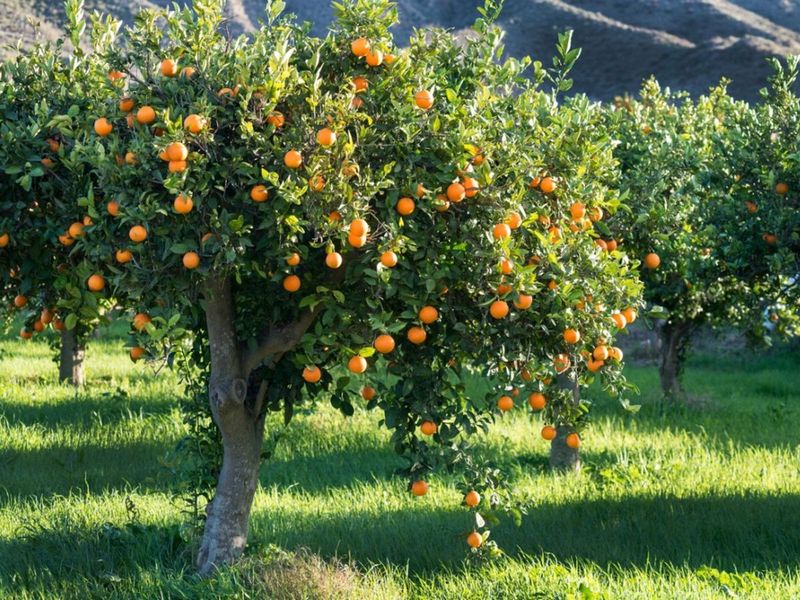 Fertilize Citrus Trees For Healthy Growth