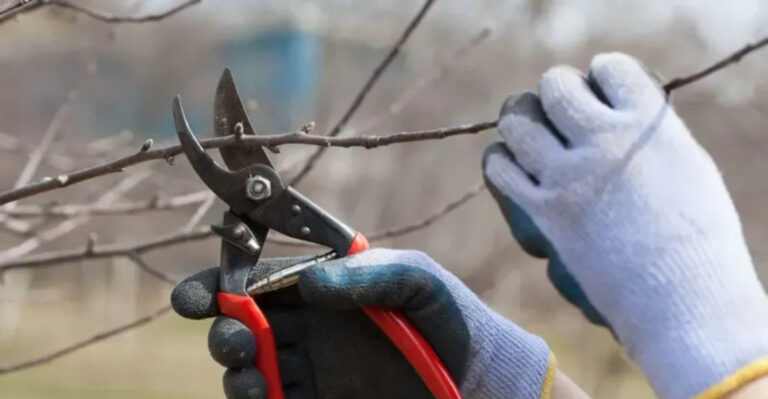 fruit tree pruning