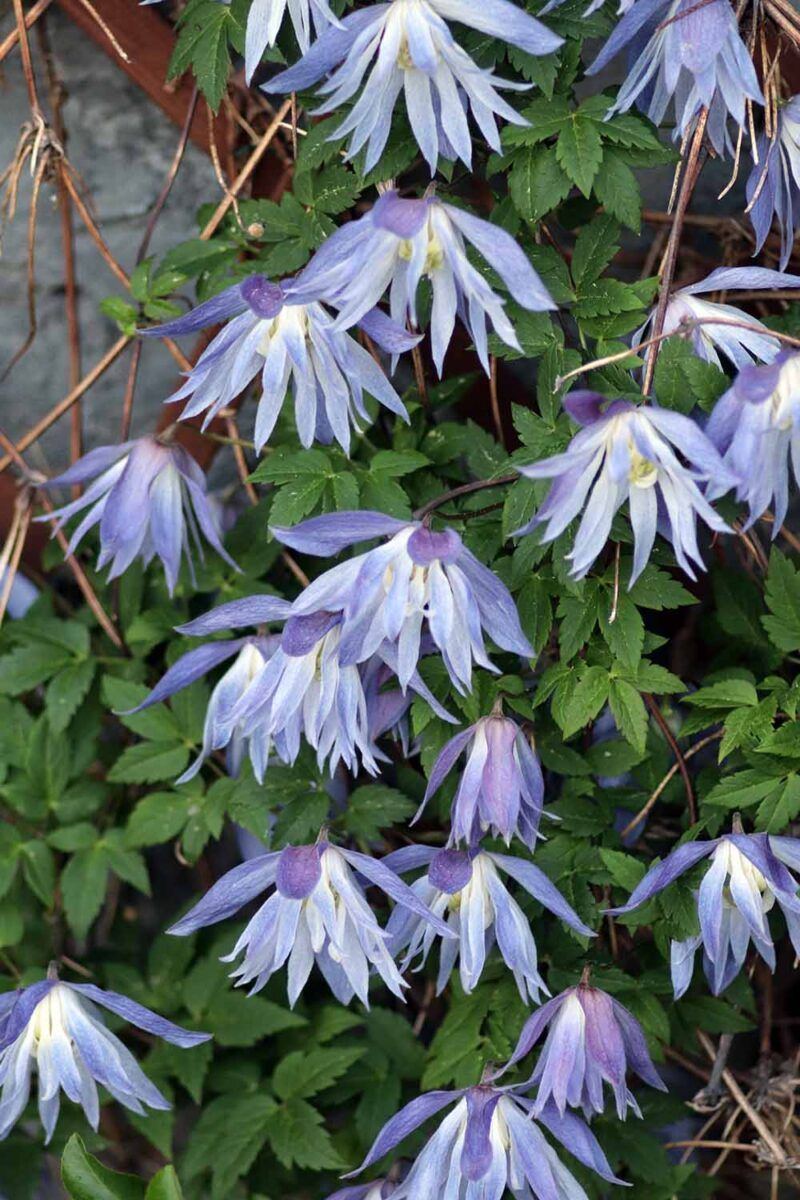 Avoid Heavy Pruning On Spring-Blooming Clematis