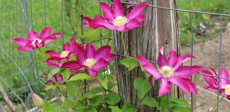 Prune Early Enough To Beat Texas Spring Heat