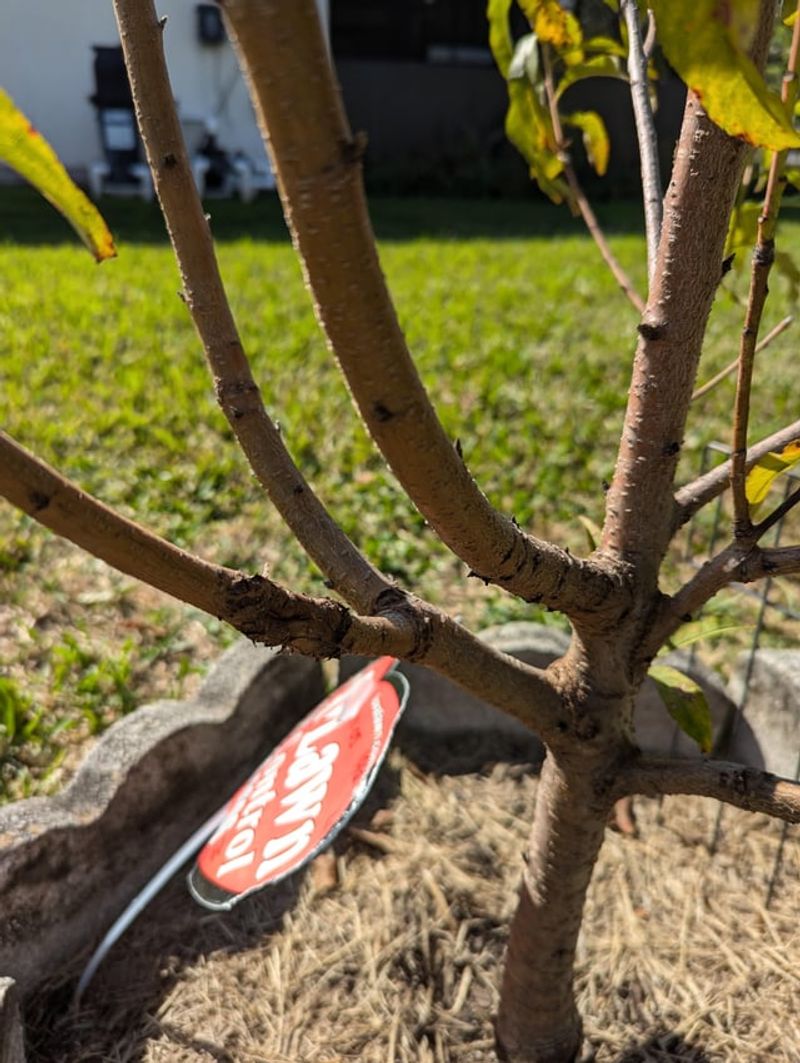 Train Peach Trees To An Open Center Shape