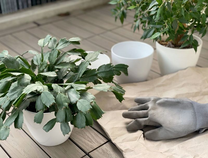 Repot Every Two To Three Years With Fresh Soil