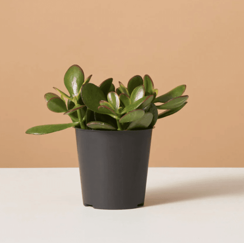 Fertilize Sparingly During Active Growth Only