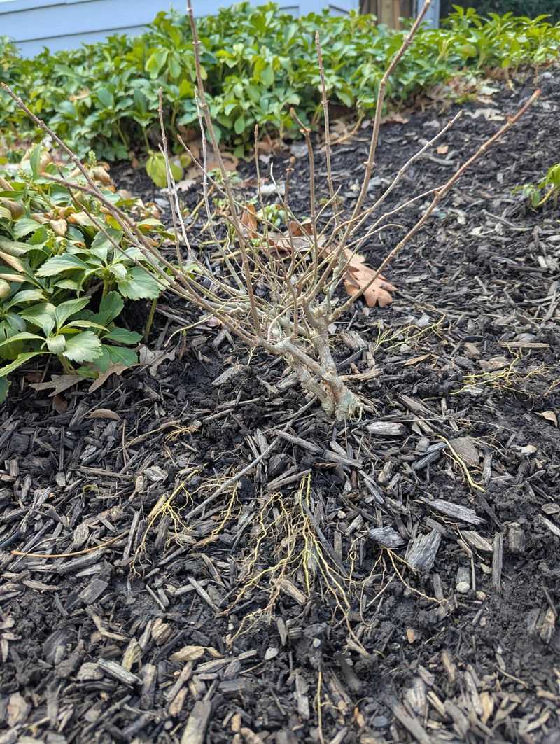 Mulch To Conserve Moisture 