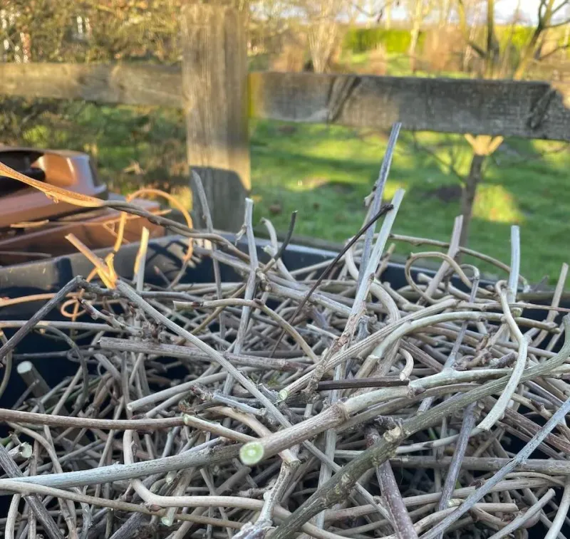 Shorten Root Suckers And Unwanted Basal Shoots Immediately