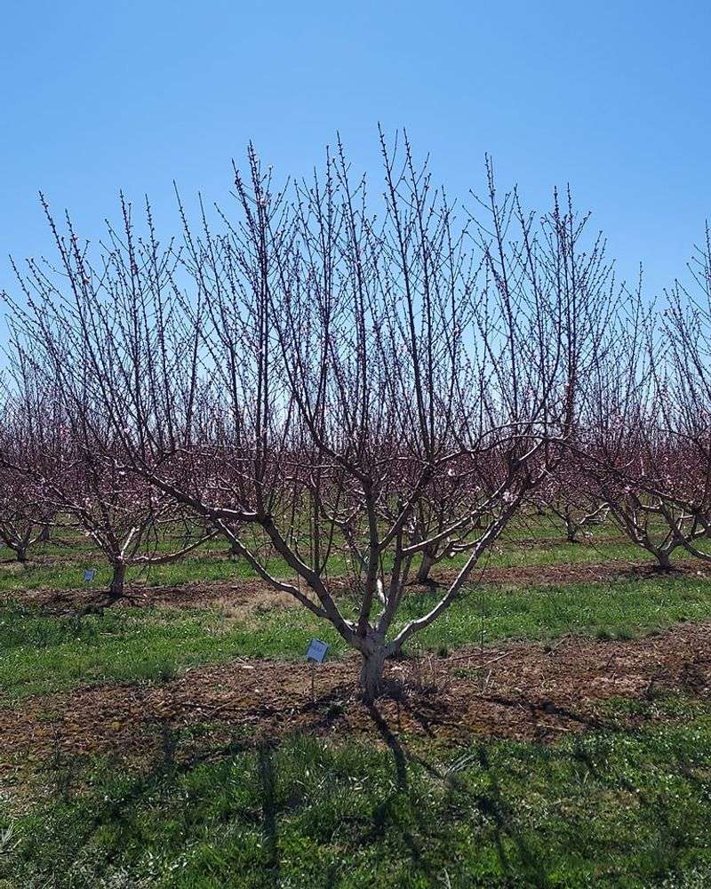 Trim Peach Trees For Better Summer Fruit