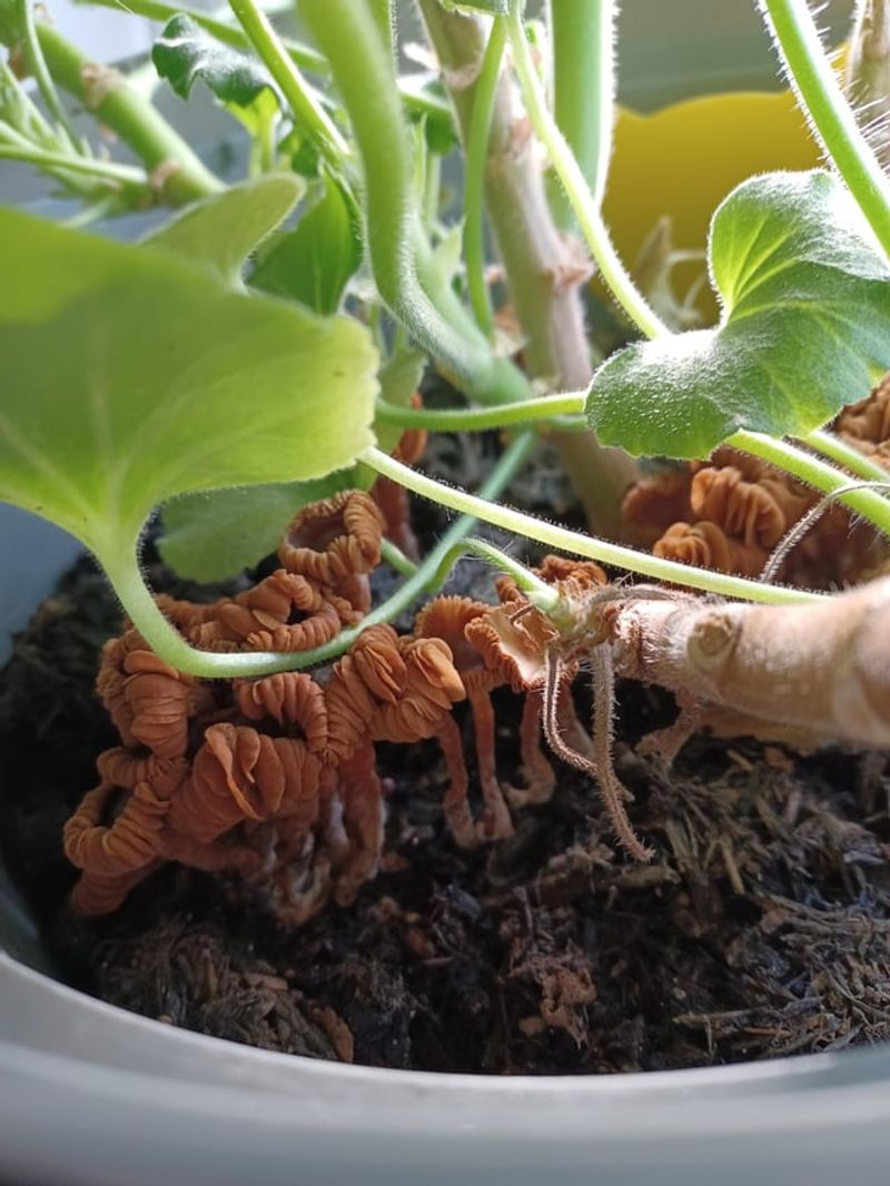 Watch for Common Indoor Pests