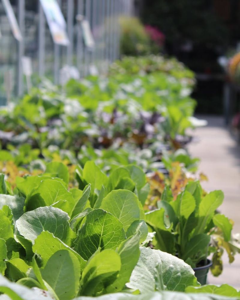 Plant Cool Season Vegetables