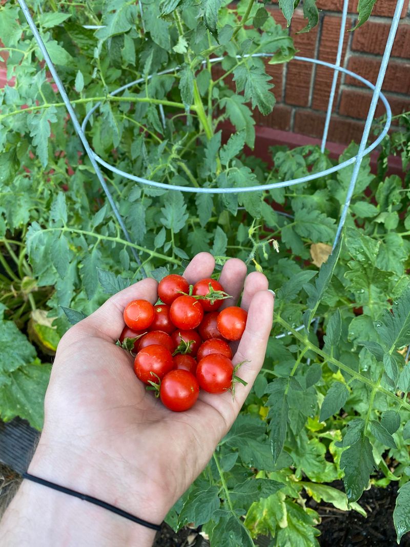 Harvest Often To Keep Plants Producing Longer