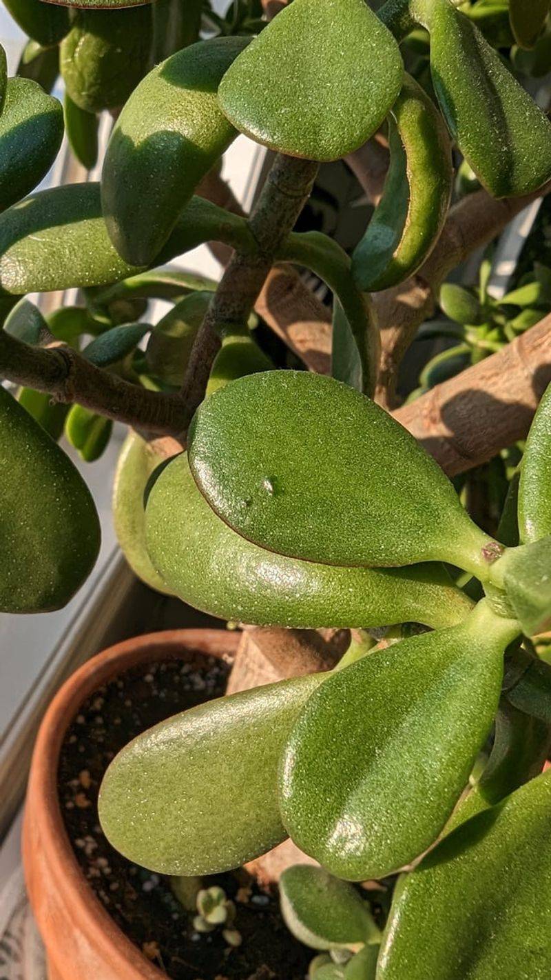 Watch for Common Pests and Address Them Quickly