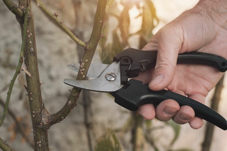 pruning roses