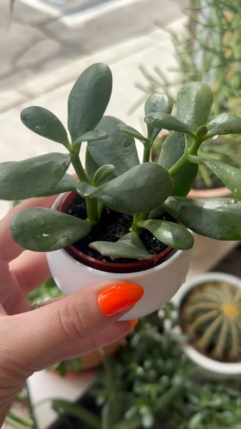 Let Jade Plants Dry Between Every Step Of Care