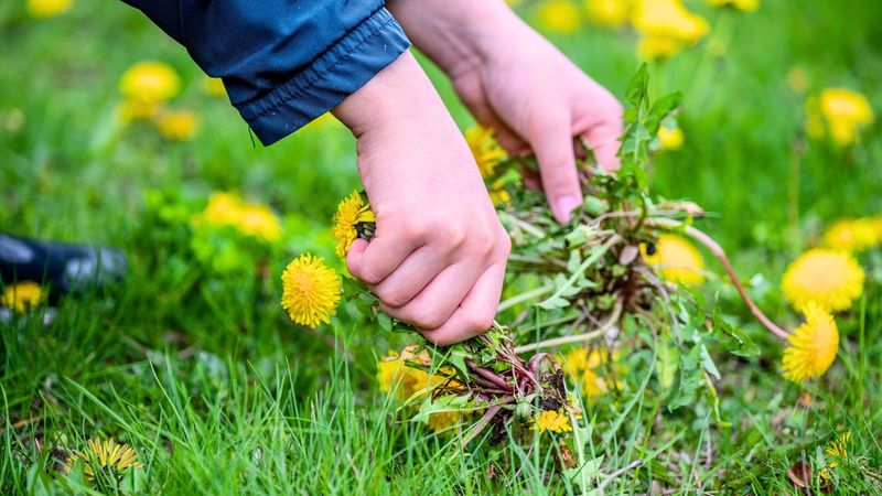Clear Out Weeds Before They Take Over