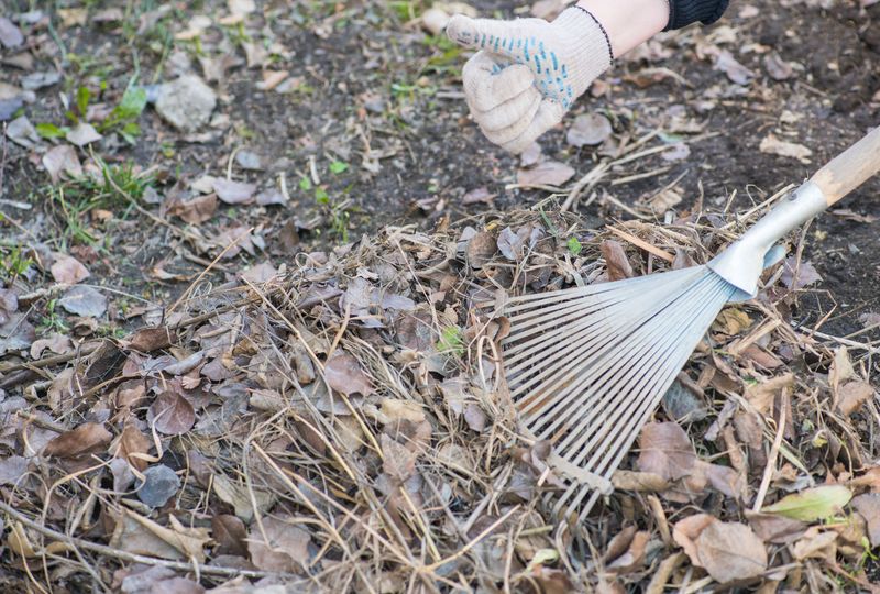 Clean Up Winter Debris And Weeds