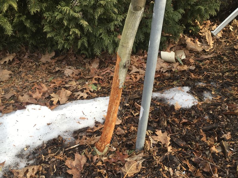 Watch For Rodent And Rabbit Damage Revealed By Snowmelt