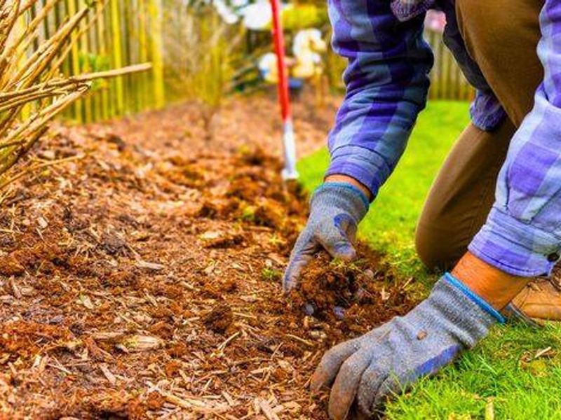 Apply A Fresh Layer Of Mulch Around The Base