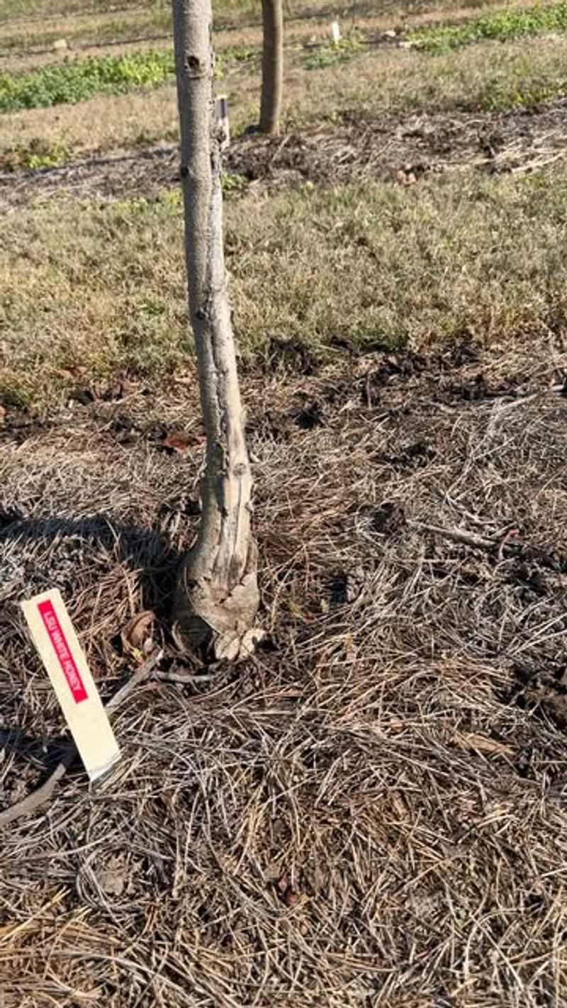 Clean Up and Monitor Tree Recovery