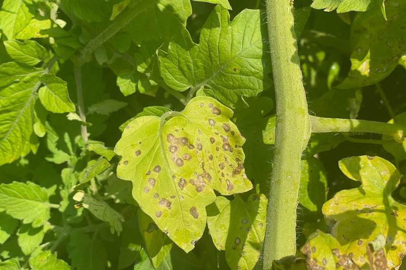 Leaving Diseased Plant Material In Garden Beds