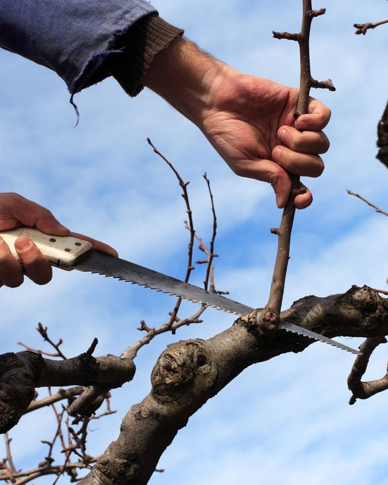 Removing Too Much Growth At Once